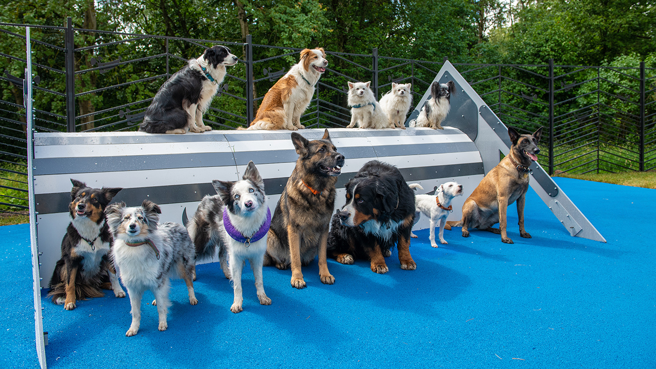 Площадка для выгула собак в 12 микрорайоне (ЗелАО,  Силино)