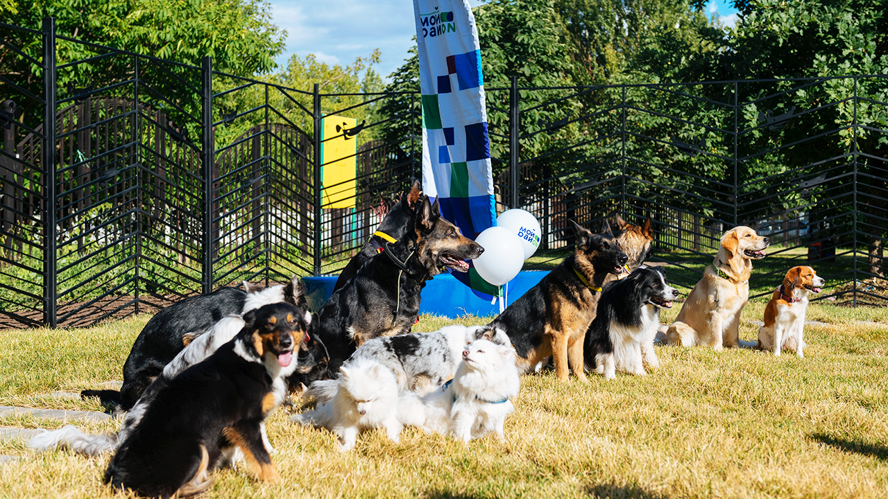 Площадка для выгула собак в пешеходной зоне 14 мкр-на (ЮВАО, Люблино)