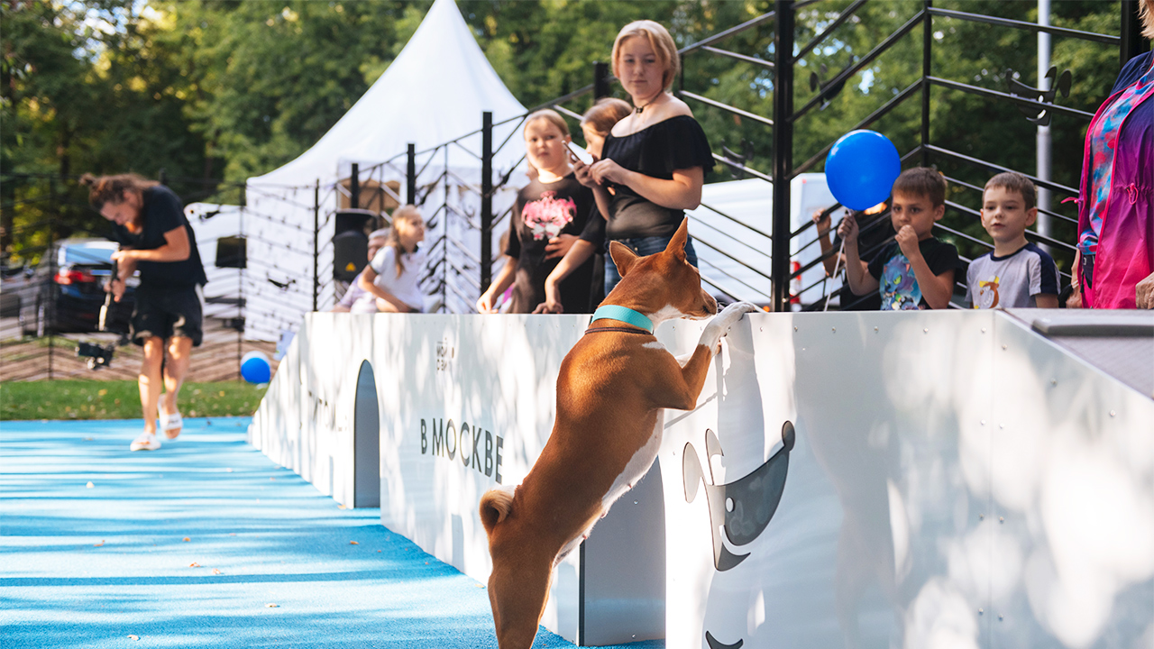 Площадка для выгула собак на улице Дубнинская (САО, Восточное Дегунино)