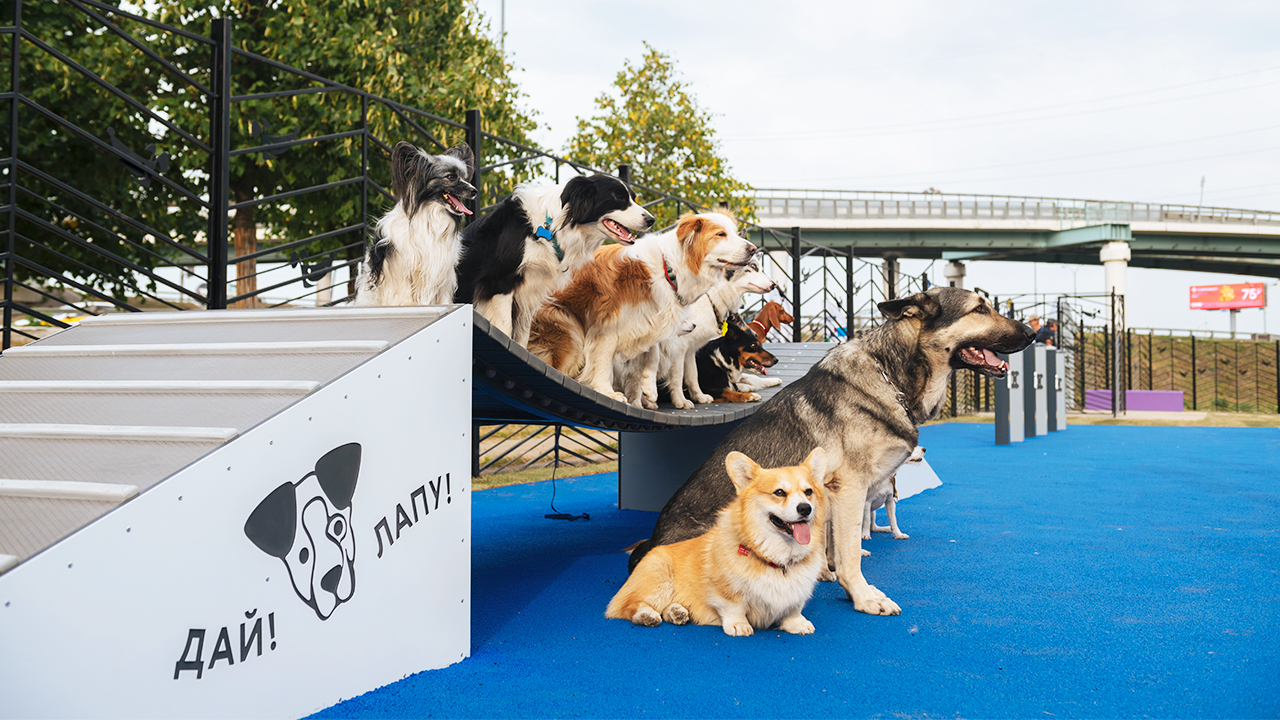 Площадка для собак на Ярославском шоссе (СВАО, Ярославский)