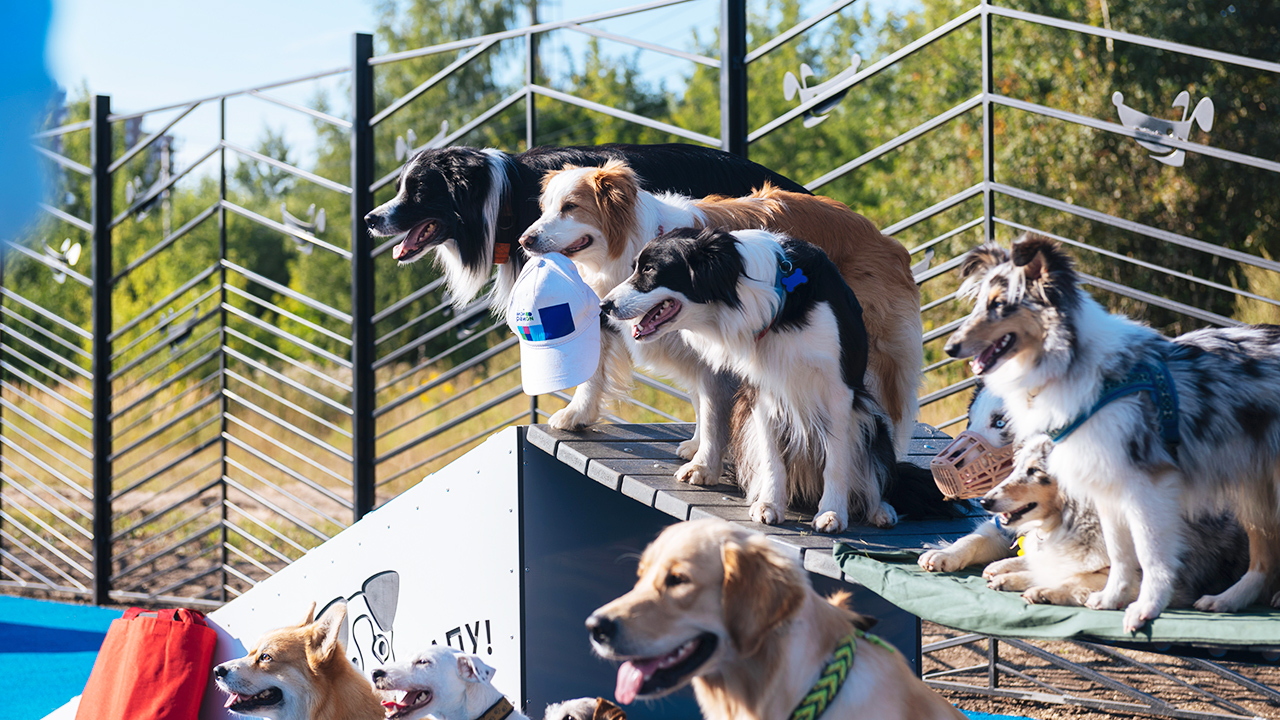 Площадка для выгула собак на территории парковой зоны (поселение Сосенское, ТиНАО)