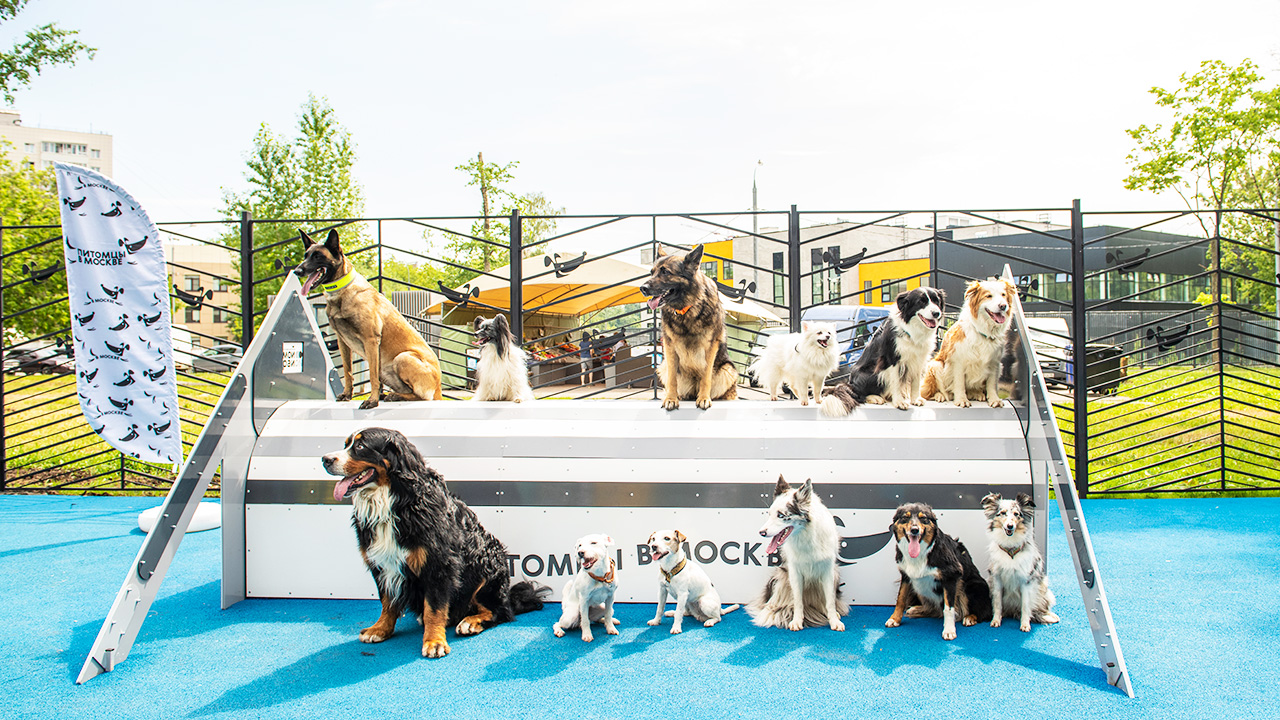 Площадка для выгула собак на улице Цандера (СВАО, Останкинский)