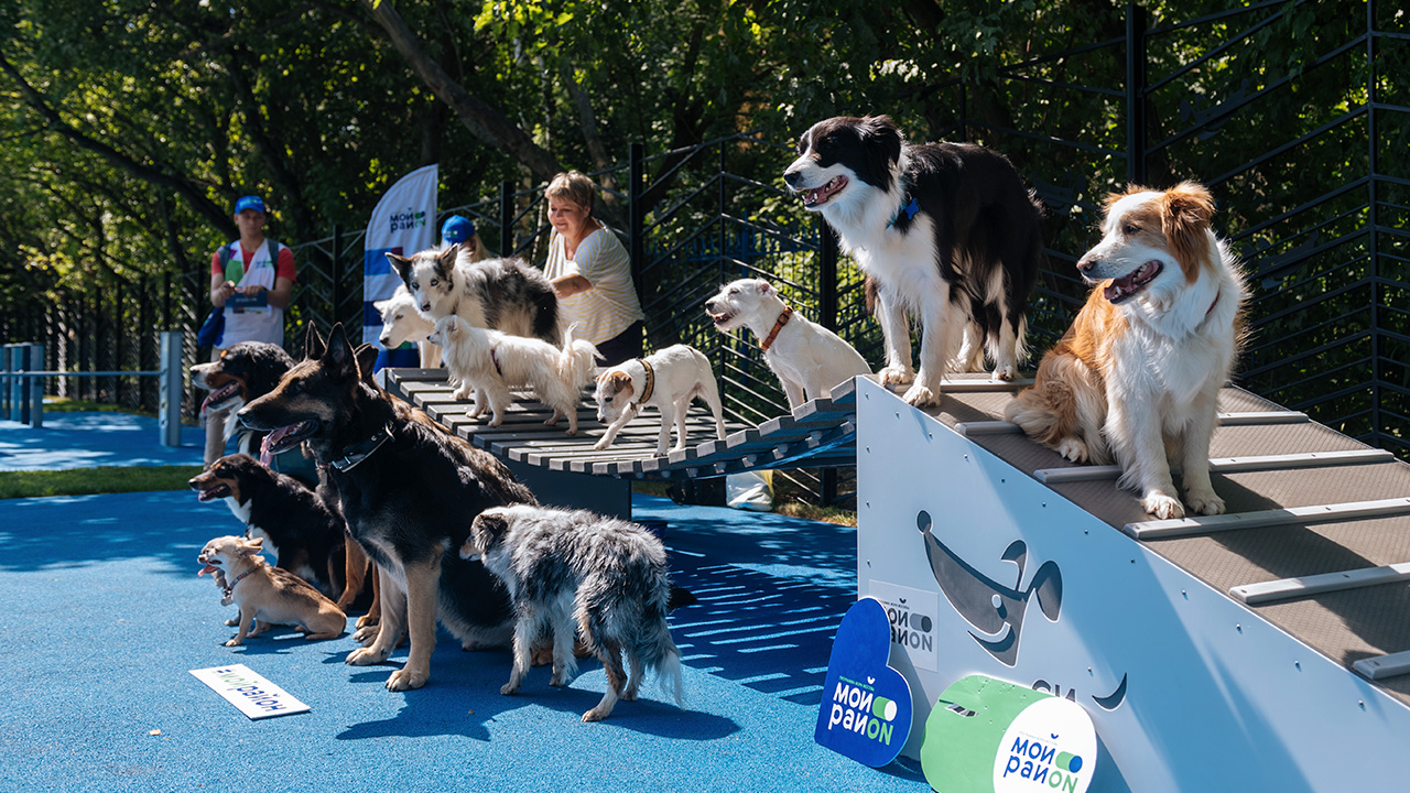 Площадка для выгула собак на улице Вешняковская (ВАО, Вешняки)