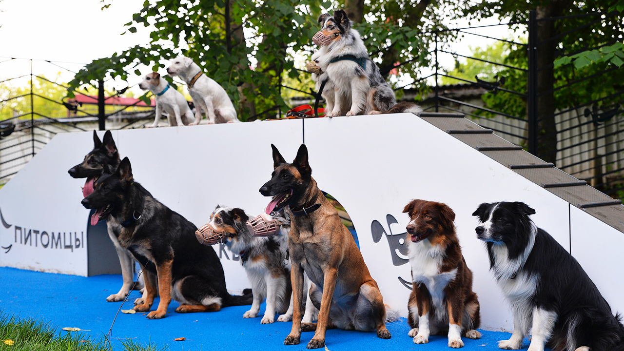 Площадка для выгула собак на улице Амурская (ВАО, Гольяново)