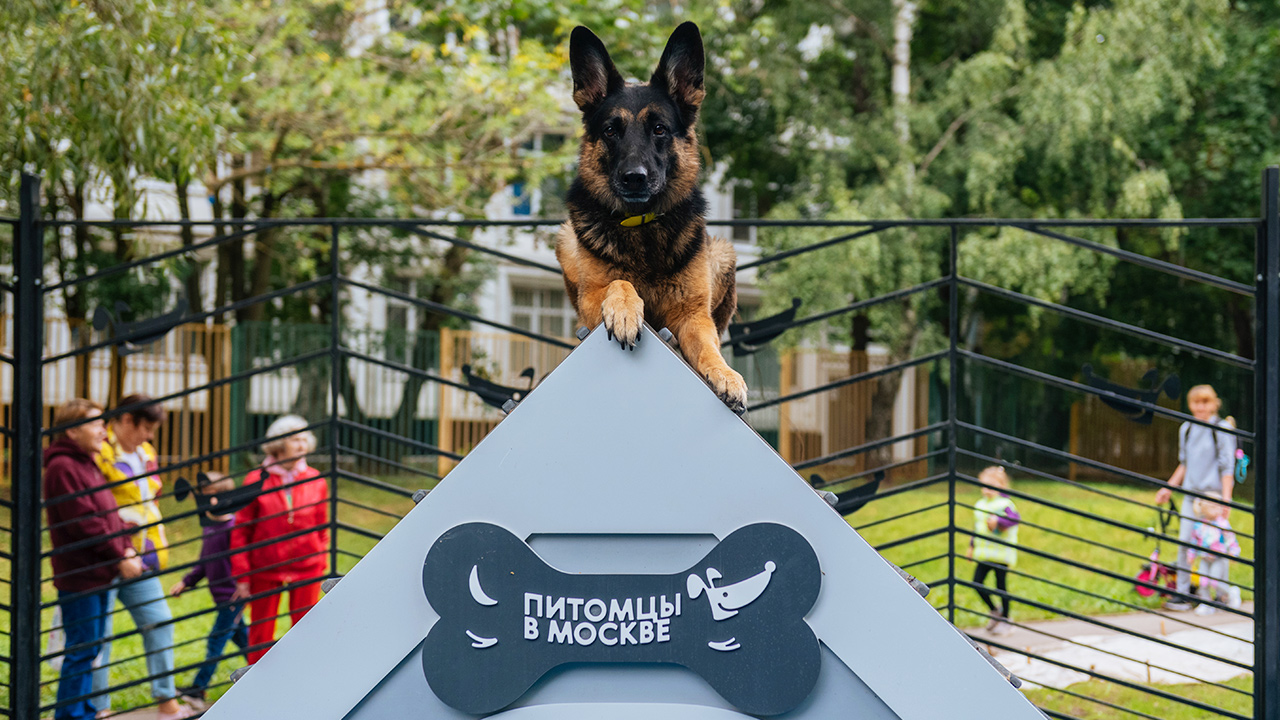 Площадка для выгула собак на Шипиловском проезде (ЮАО, Орехово-Борисово Южное)