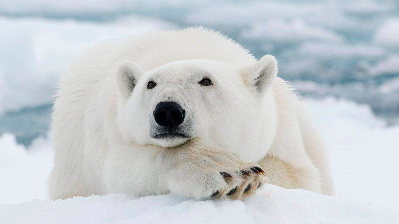 Опека белого медведя Терпея